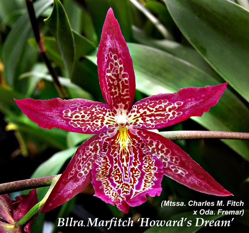 Mtssa. Marfitch 'Howards Dream" 4" in bloom